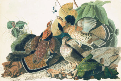 John James Audubon - Ruffed Grouse (Bonasa umbellus), Havell plate no. 41, c. 1824