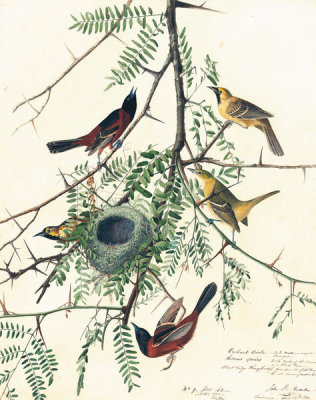 John James Audubon - Orchard Oriole (Icterus spurius), Havell plate no. 42, c. 1822
