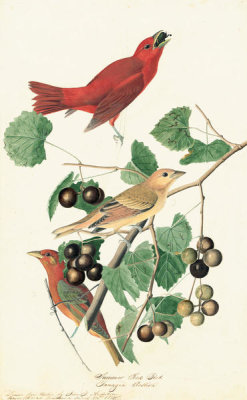 John James Audubon - Summer Tanager (Piranga rubra), Havell plate no. 44, c. 1821