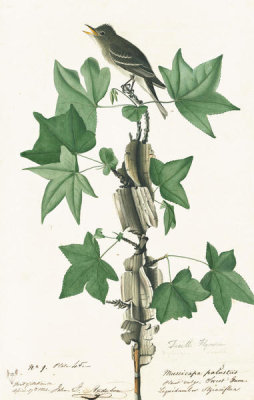 John James Audubon - Willow Flycatcher (Empidonax traillii), Havell plate no. 45, c. 1822