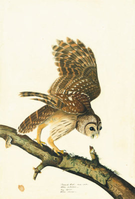 John James Audubon - Barred Owl (Strix varia), Havell plate no. 46, c. 1821