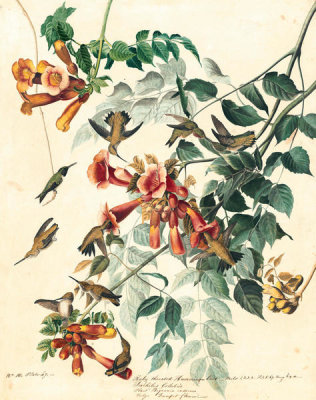 John James Audubon - Ruby-throated Hummingbird (Archilochus colubris), Havell plate no. 47, c. 1825