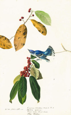 John James Audubon - Cerulean Warbler (Dendroica cerulea), Havell plate no. 48, c. 1822