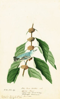 John James Audubon - Cerulean Warbler (Dendroica cerulea), Havell plate no. 49, c. 1821