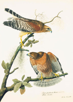 John James Audubon - Red-shouldered Hawk (Buteo lineatus), Havell plate no. 56, c. 1826