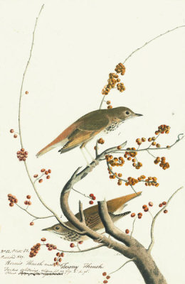 John James Audubon - Hermit Thrush (Catharus guttatus), Havell plate no. 58, c. 1822