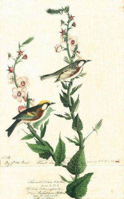 John James Audubon - Chestnut-sided Warbler (Dendroica pensylvanica), Havell plate no. 59, 1812; c. 1825