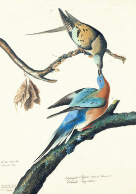 John James Audubon - Passenger Pigeon (Ectopistes migratorius), Havell plate no. 62, c. 1824
