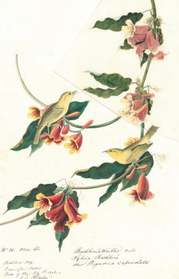 John James Audubon - Yellow Warbler (Dendroica petechia), Havell plate no. 65, 1808; c. 1825
