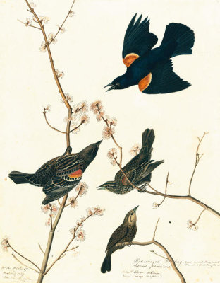 John James Audubon - Red-winged Blackbird (Agelaius phoeniceus), Havell plate no. 67, c. 1822