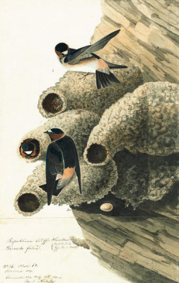 John James Audubon - Cliff Swallow (Petrochelidon pyrrhonota), Havell plate no. 68, c. 1820; 1825
