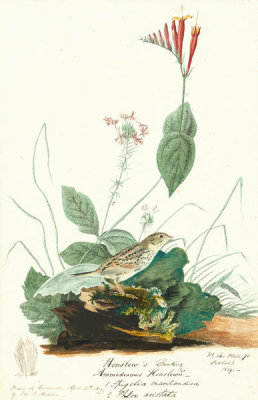 John James Audubon - Henslow's Sparrow (Ammodramus henslowii), Havell plate no. 70, c. 1820