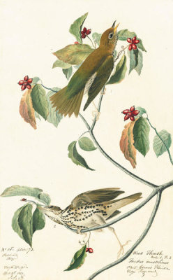 John James Audubon - Wood Thrush (Hylocichla mustelina), Havell plate no. 73, c. 1822