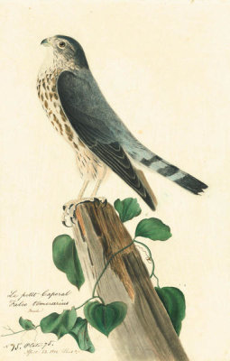 John James Audubon - Merlin (Falco columbarius), Havell plate no. 75, c. 1812