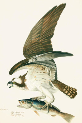 John James Audubon - Osprey (Pandion haliaetus), Havell plate no. 81, c. 1829
