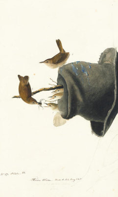 John James Audubon - House Wren (Troglodytes aedon), Havell plate no. 83, before 1829