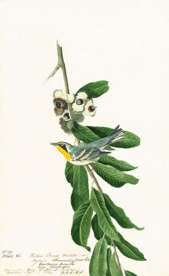 John James Audubon - Yellow-throated warbler (Dendroica dominica), Havell plate no. 85, c. 1821