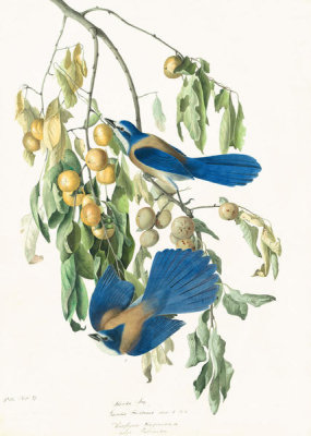 John James Audubon - Florida Scrub-Jay (Aphelocoma coerulescens), Havell plate no. 87, c. 1829