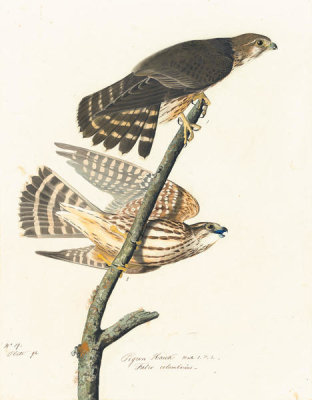 John James Audubon - Merlin (Falco columbarius), Havell plate no. 92, c. 1824-1829