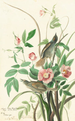 John James Audubon - Seaside Sparrow (Ammodramus maritimus), Havell plate no. 93, c. 1829