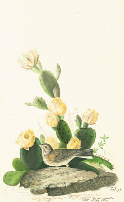 John James Audubon - Vesper Sparrow (Pooecetes gramineus), Havell plate no. 94, c. 1829