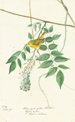 John James Audubon - Yellow Warbler (Dendroica petechia), Havell plate no. 95, c. 1822