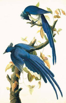 John James Audubon - Black-throated Magpie-Jay (Calocitta colliei), Havell plate no. 96, with a sketch of a bill, c. 1829