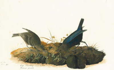 John James Audubon - Brown-headed Cowbird (Molothrus ater), Havell plate no. 99, c. 1824