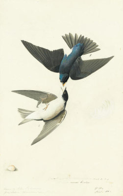 John James Audubon - Tree Swallow (Tachycineta bicolor), Havell plate no. 98, c. 1824