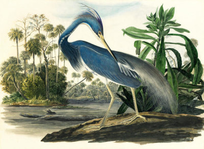John James Audubon - Tricolored Heron (Egretta tricolor), Havell plate no. 217, c. 1832