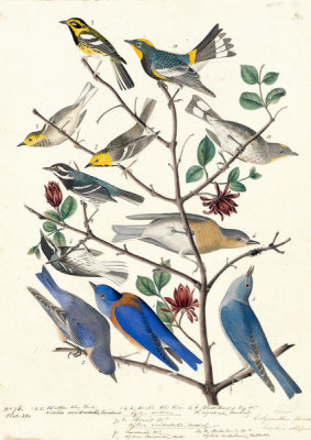 John James Audubon - Townsend's Warbler, Audubon's Warbler, Mountain Bluebird, Western Bluebird, Black-throated Gray Warbler and Hermit Warbler, 1836-37