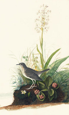 John James Audubon - Veery (Catharus fuscescens), Havell plate no. 164, c. 1832