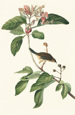 John James Audubon - Bachman's Sparrow (Aimophila aestivalis), Havell plate no. 165; studies of birds' tails, c. 1832