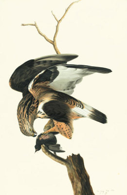 John James Audubon - Rough-legged Hawk (Buteo lagopus), Havell plate no. 166, c. 1832
