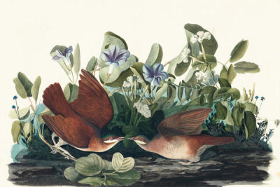 John James Audubon - Key West Quail-dove (Geotrygon chrysia), Havell plate no. 167, c. 1832
