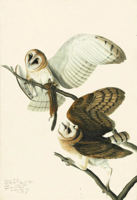 John James Audubon - Barn Owl (Tyto alba), Havell plate no. 171, c. 1832