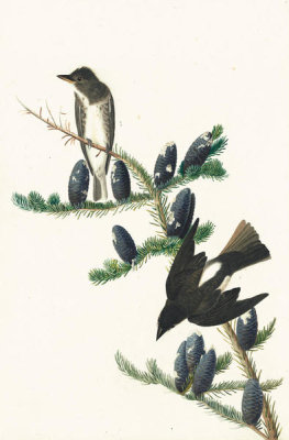 John James Audubon - Olive-sided Flycatcher (Contopus borealis), Havell plate no. 174, c. 1832