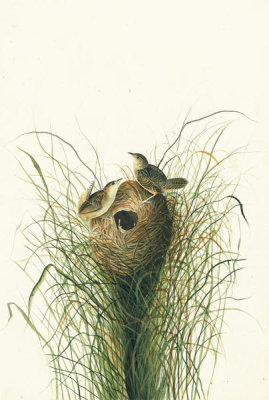 John James Audubon - Sedge Wren (Cistothorus platensis), Havell plate no. 175, c. 1832