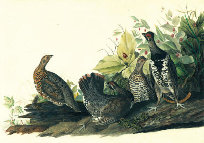 John James Audubon - Spruce Grouse (Canachites canadensis), Havell plate no. 176, c. 1832