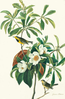 John James Audubon - Bachman's Warbler (Vermivora bachmanii), Havell plate no. 185, c. 1833