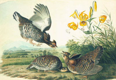 John James Audubon - Greater Prairie-Chicken (Tympanuchus cupido), Havell plate no. 186, c. 1824