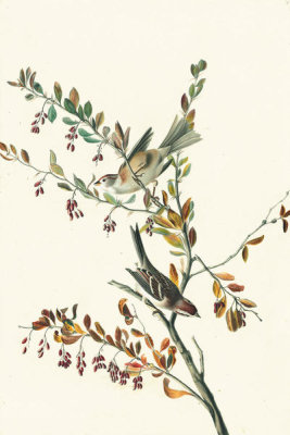 John James Audubon - American Tree Sparrow (Spizella arborea), Havell plate no. 188, c. 1832