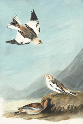 John James Audubon - Snow Bunting (Plectrophenax nivalis), Havell plate no. 189, c. 1832–33