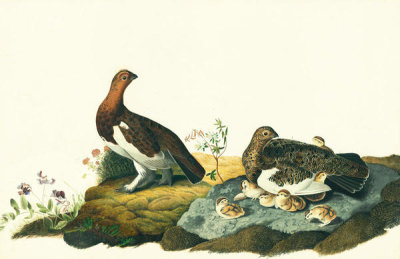John James Audubon - Willow Ptarmigan (Lagopus lagopus), Havell plate no. 191, c. 1833