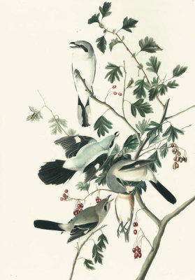 John James Audubon - Northern Shrike (Lanius excubitor), Havell plate no. 192, c. 1833