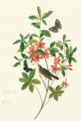 John James Audubon - Swainson's Warbler (Limnothlypis swainsonii), Havell plate no. 198; six studies of bills and claws, c. 1832