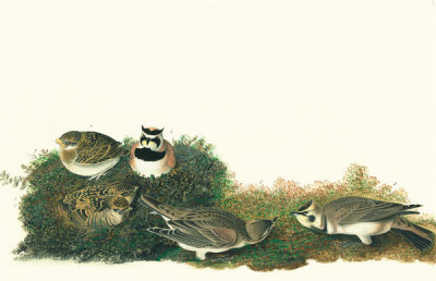 John James Audubon - Horned Lark (Eremophila alpestris), Havell plate no. 200, c. 1833