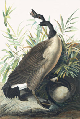 John James Audubon - Canada Goose (Branta canadensis), Havell plate no. 201, c. 1821; 1833