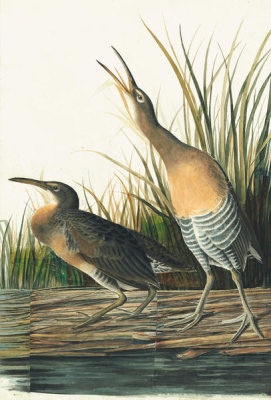 John James Audubon - Clapper Rail (Rallus longirostris), Havell plate no. 204, c. 1833-34