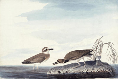 John James Audubon - Wilson's Plover (Charadrius wilsonia), Havell plate no. 209, c. 1832
